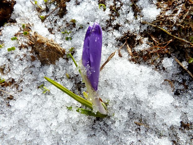 šafran spišský Crocus discolor G. Reuss