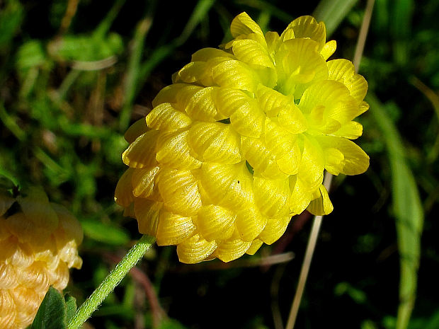 ďatelina zlatožltá Trifolium aureum Pollich