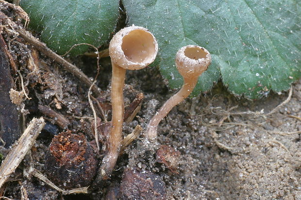 monilínia Monilinia johnsonii (Ellis & Everh.) Honey
