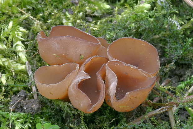 hľuznatka  Sclerotinia ficariae Rehm