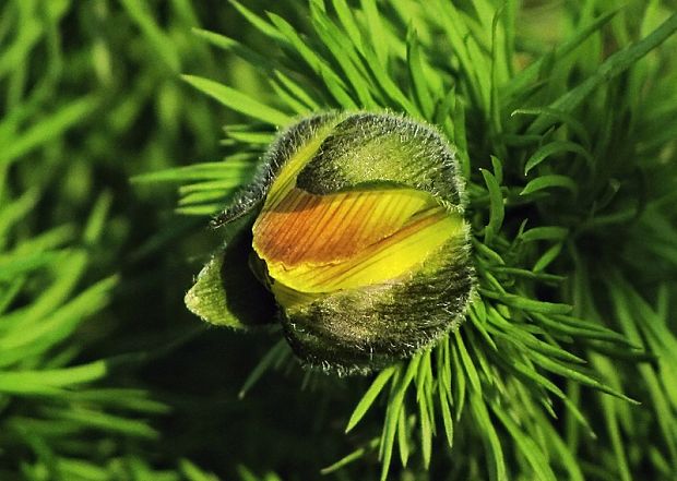 hlaváčik jarný Adonis vernalis L.