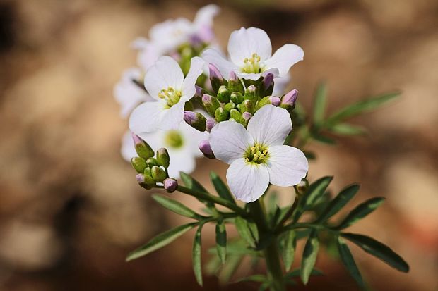 žerušnica lúčna Cardamine pratensis L.