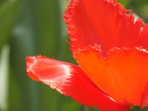 tulipán