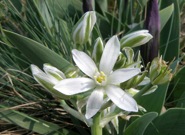 bledavka okolíkatá Ornithogalum umbellatum L