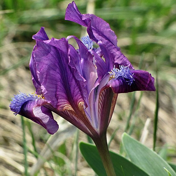 kosatec nízky-kosatec nízký Iris pumila L.