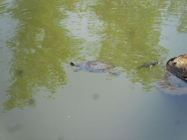 korytnačka písmenková Trachemys scripta elegans