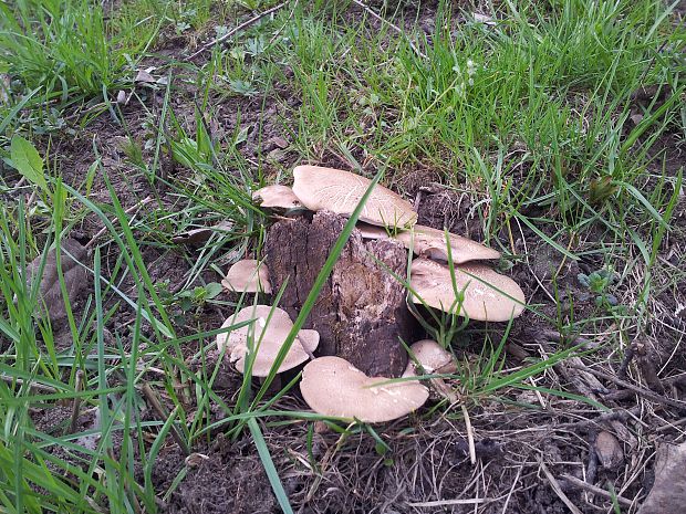 neidentifikovaná huba