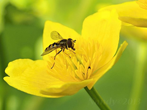 pestrica Sphaerophoria scripta