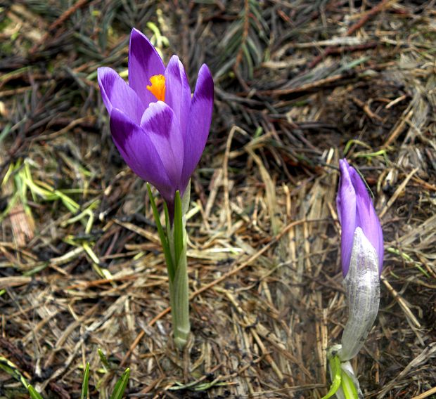 šafran spišský Crocus discolor G. Reuss