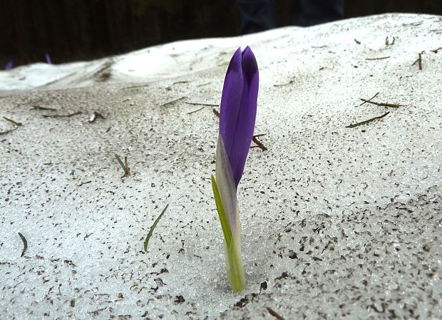 šafran spišský Crocus discolor G. Reuss