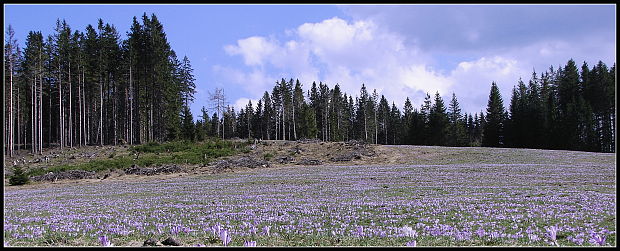 šafran spišský Crocus discolor G. Reuss