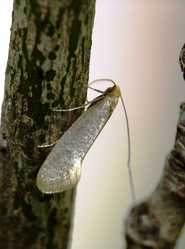 adéla  Nematopogon schwarziella