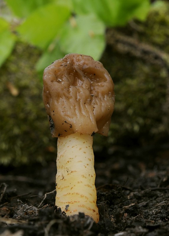 smrčkovec náprstkovitý vráskavý Verpa conica var. cerebriformis (J. Moravec et Svrček) Šebek