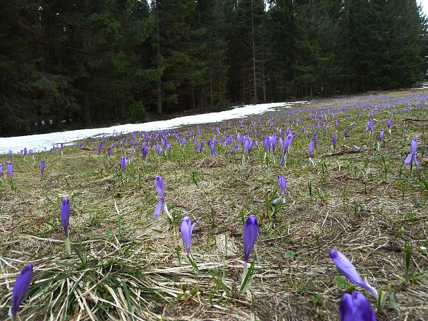 Biotop šafranu