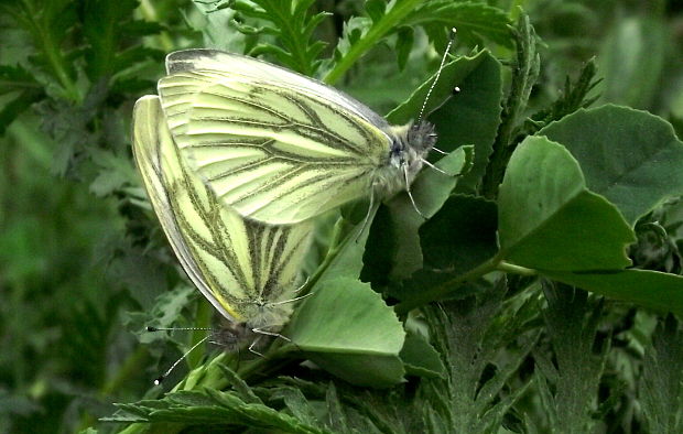 mlynárik repkový Pieris napi