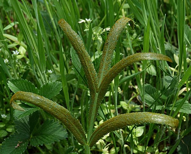 kosáčik obyčajný Falcaria vulgaris Bernh.