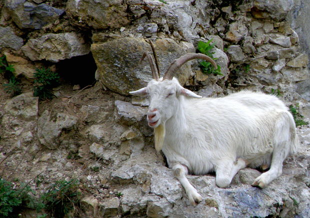 Trenčiansky "kamzík"