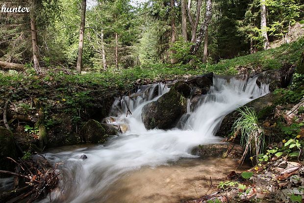 biotop smrčkovca českého
