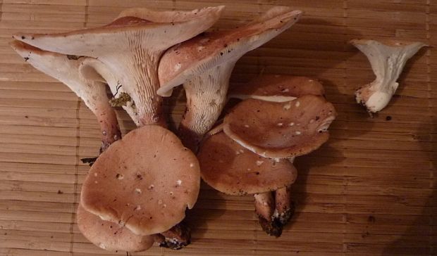 neidentifikovaná huba
