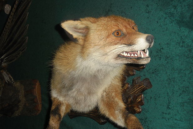 líška hrdzavá Hygrophoropsis rufa  (D.A. Reid) Knudsen