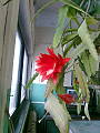 kaktus ševcovský