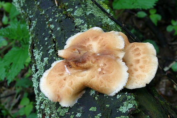trúdnik hľuzovitý Polyporus tuberaster (Jacq. ex Pers.) Fr.