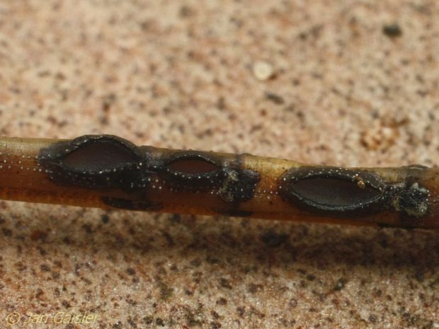 sypavka Lophodermium sp.