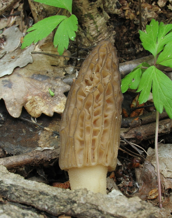 smrčok vysoký Morchella elata Fr.