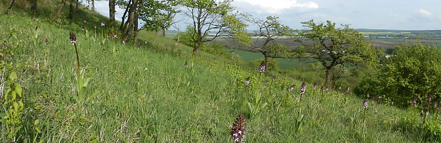 vstavač purpurový Orchis purpurea Huds.