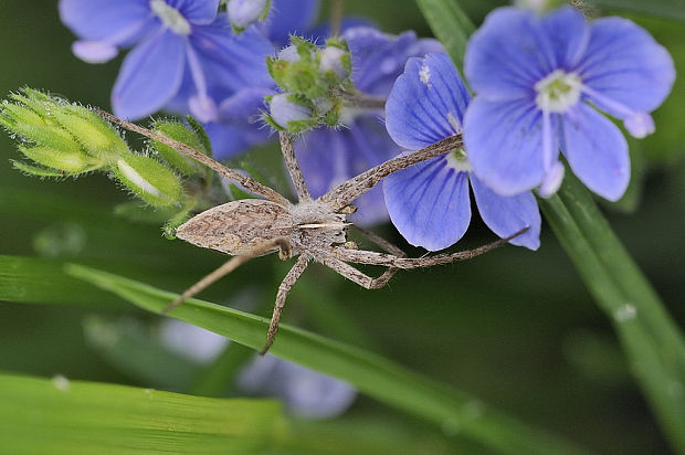 lovčík   Pisaura mirabilis