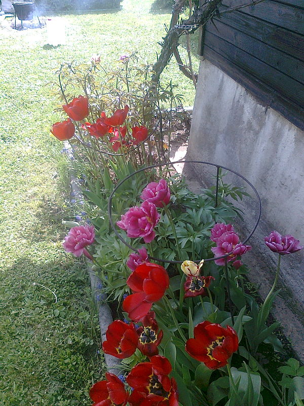 Zmes tulipánov