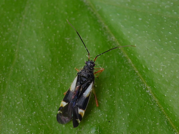 bzdôška Dryophilocoris flavoquadrimaculatus