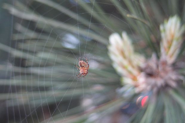 pavúk z čelade križiakovité Araneidae
