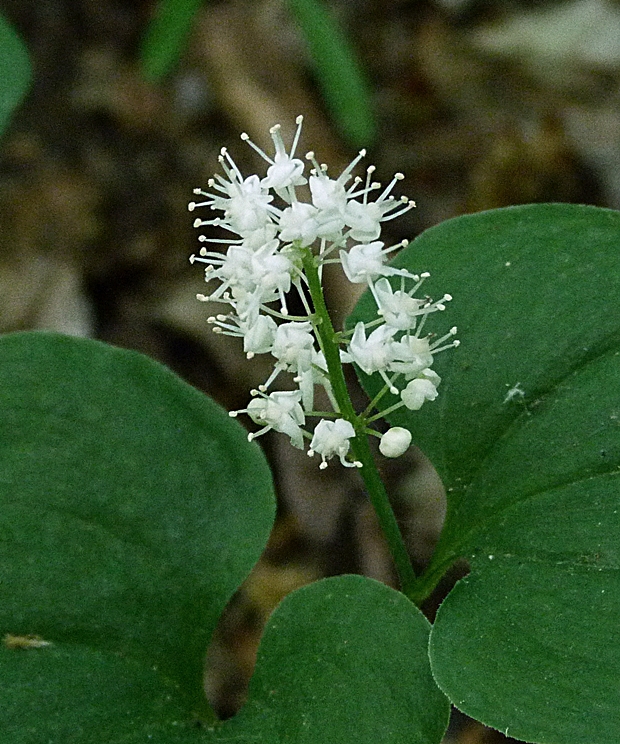 tôňovka dvojlistá Maianthemum bifolium (L.) F. W. Schmidt