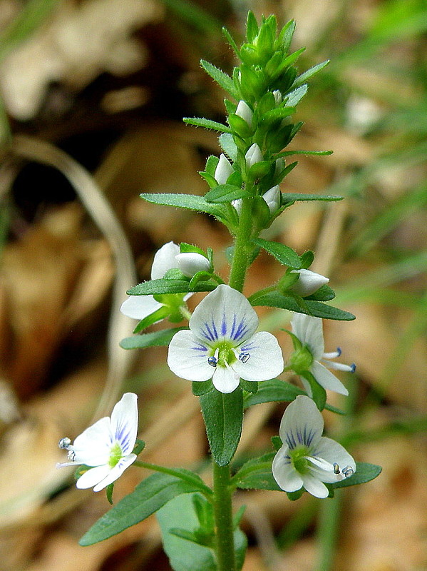 veronika dúškolistá Veronica serpyllifolia L.