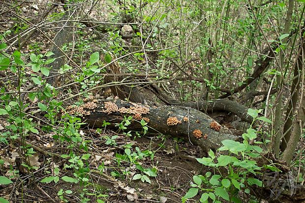 prilbička žltohlúbiková biotop Mycena renati Quél.