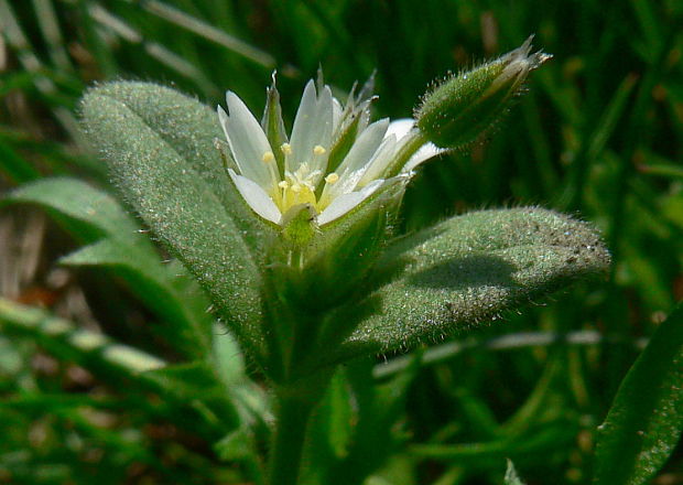 rožec mazľavý Cerastium glutinosum Fr.