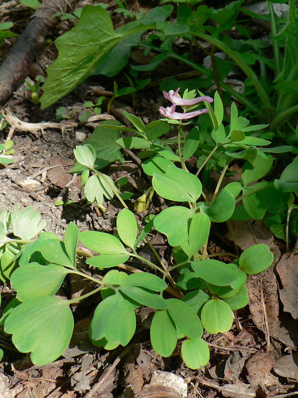 chochlačka nízka - dymnivka nízká Corydalis pumila (Host) Rchb.