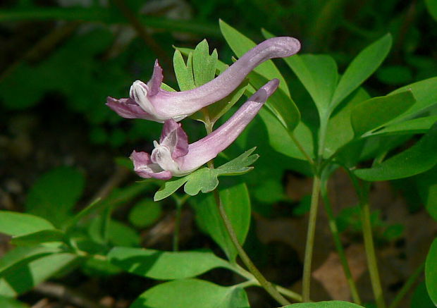 chochlačka nízka Corydalis pumila (Host) Rchb.