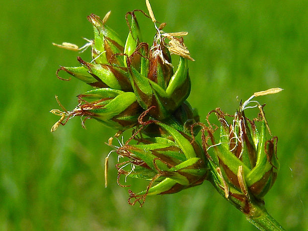ostrica pairaeiho Carex muricata L.