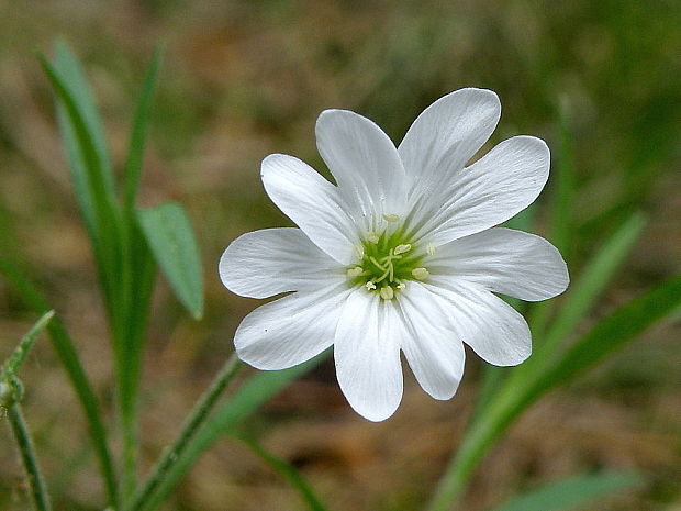 rožec roľný Cerastium arvense L.