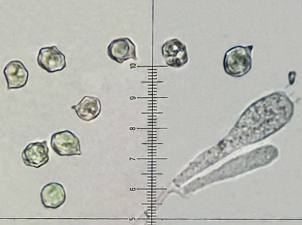 hodvábnica jarná Entoloma clypeatum (L.) P. Kumm.