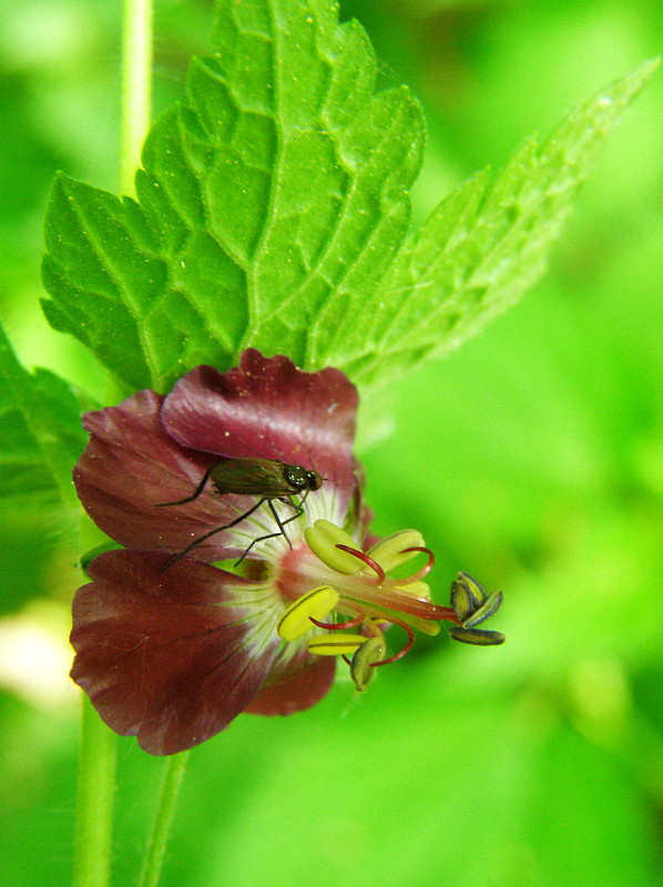pakost hnedočervený Geranium phaeum L.