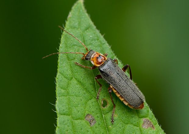 . Cantharis nigricans