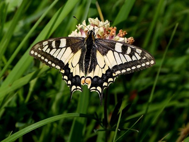 vidlochvost feniklový Papilio machaon Linnaeus, 1758