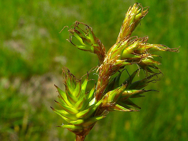 ostrica včasná Carex praecox Schreb.