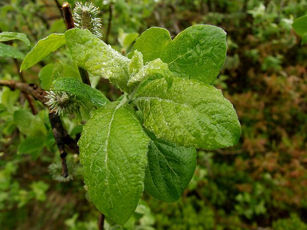 vŕba ušatá  Salix aurita L.