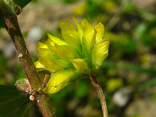 ďatelina pochybná Trifolium dubium Sibth.