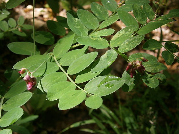 hrachor čierny Lathyrus niger (L.) Bernh.