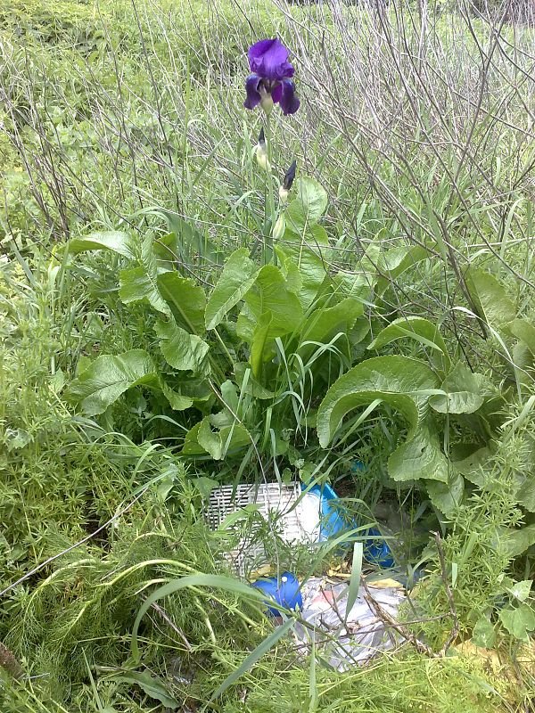 krásny osamelý kosatec na ceste domov v objatí chrenu, len škoda, že aj bordelu Iris aphylla subsp. hungarica alebo Iris germanica